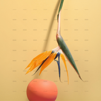 demo-attachment-264-pexels-daria-liudnaya-7354422-min